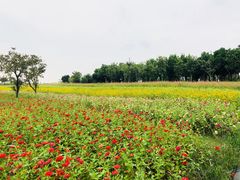 -杭州湾海上花田景区