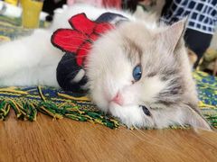 -平行世界·猫咖(首经贸店)