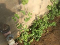 -北京拉斐特城堡酒店