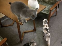 -猫色咖啡·猫咖