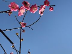 -香雪海