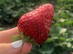 -胜丰草莓采摘园