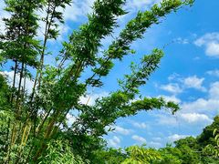 -高荡千年布依古寨旅游景区