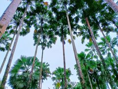 -中国科学院西双版纳热带植物园