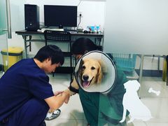 -艾吉宠物医院·疑难杂症转诊中心·猫友好(碧江路院)