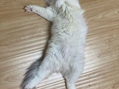 -猫和宫(六道口店)