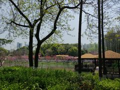 -圩墩遗址公园