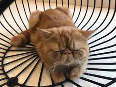 -飞行喵MR PILOT|猫舍·猫咖(静安大融城店)