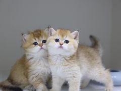 -lincat·猫舍(广州店)