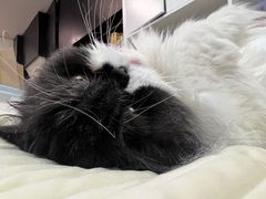-美联众合动物医院·24h转诊中心