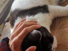 -海边的猫和咖啡馆