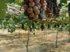 -海堤葡萄园中小学生研学基地