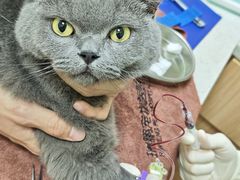 -瑞鹏宠物医院·夜间急症·心超·猫科(祖庙分店)