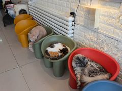 -平行世界·猫咖(首经贸店)