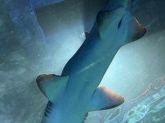 -上海海洋水族馆