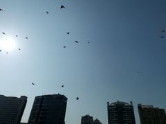 -白鹭洲公园