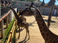 -西霞口神雕山野生动物世界