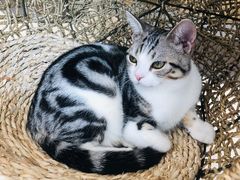 -飞行喵MR PILOT|猫舍·猫咖(静安大融城店)