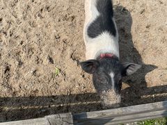 -前小桔亲子创意农场·草莓采摘·露营烧烤