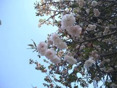 -南山植物园