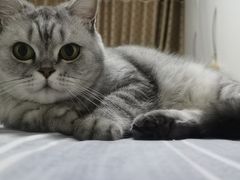 -纳吉亚猫专科动物医院·北北分院