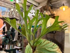 -大水的店(昙华林店)