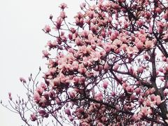 -长春观
