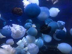 -芜湖新华联大白鲸海洋公园