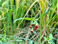 -紫鹊界梯田景区