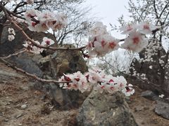 -大觉寺-停车场