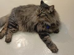 -藏猫猫咖啡主题馆(中央大道店)