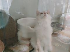-糯米喵星人总部直营旗舰店·猫舍·幼猫出售