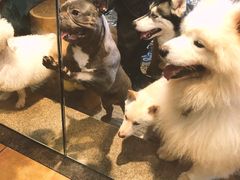 -more than meow吴止猫主题餐厅(承德 中船汇店)