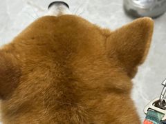 -中农国际动物医院24小时·猫科·骨科·急重症中心