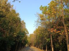 -上海海湾国家森林公园