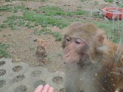 -武汉紫薇都市田园