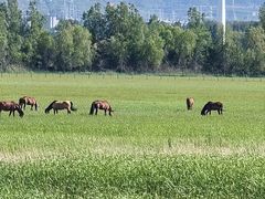 -野鸭湖国家湿地公园