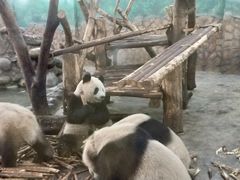 -都江堰中华大熊猫苑