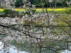 -八卦田遗址公园