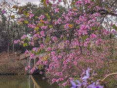 -中国科学院华南植物园