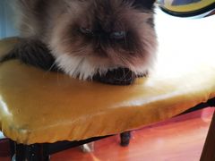 -猫小院猫主题咖啡厅(北锣店)