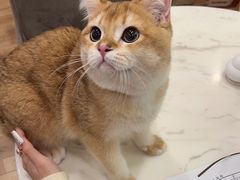 -袖虎·猫馆(体育西路店)