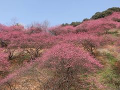 -新建村梅花