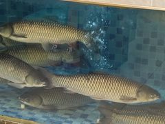 -粤顺渔坊·中山脆肉鲩火锅(清湖店)