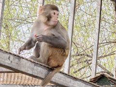 -大连铭湖国际观光牧场