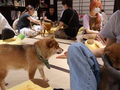 -逗柴咖啡屋·狗咖猫咖宠物桌游