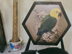 -猫小院猫主题餐厅(南锣旗舰店)