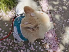 -高东镇樱花园