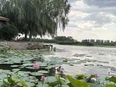 -白洋淀景区