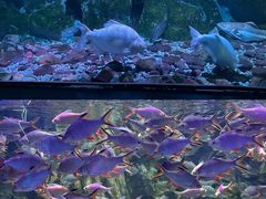 -正佳极地海洋世界